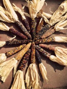 ‘Glass Gem’ Corn Image